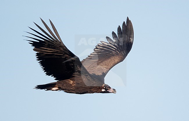 Monniksgier in de vlucht; Cinereous Vulture in flight stock-image by Agami/Markus Varesvuo,