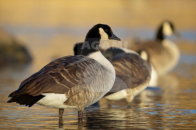 Groepje Canadese Ganzen in het water; Group of Canada Geese in water stock-image by Agami/Markus Varesvuo,