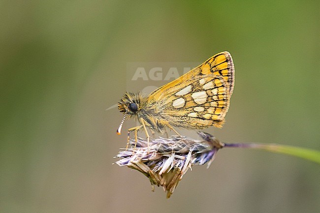 Bont dikkopje, Chequered Skipper, Carterocephalus palaemon stock-image by Agami/Iolente Navarro,