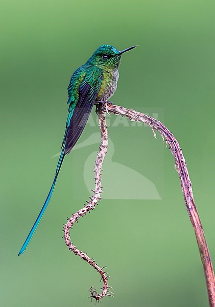 Long-tailed Sylph, Aglaiocercus kingii emmae, male perched on a dead plant stock-image by Agami/Andy & Gill Swash ,