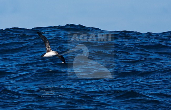 Bruine Stormvogel vliegend boven zee; Grey Petrel flying at sea stock-image by Agami/Marc Guyt,