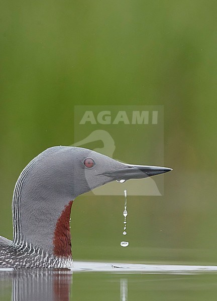 Red-throated Diver (Gavia stellata) Iceland June 2019 stock-image by Agami/Markus Varesvuo,