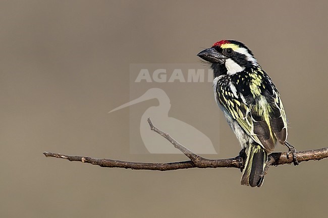 Acacia Pied Barbet (Tricholaema leucomelas) perched in a tree in Angola. stock-image by Agami/Dubi Shapiro,