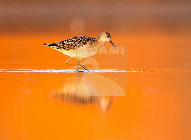 Kemphaan, Ruff, Philomachus pugnax stock-image by Agami/Menno van Duijn,