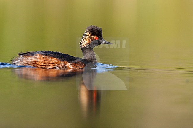 Geoorde Fuut in zomerkleed; Black-necked Grebe in summerplumage stock-image by Agami/Menno van Duijn,