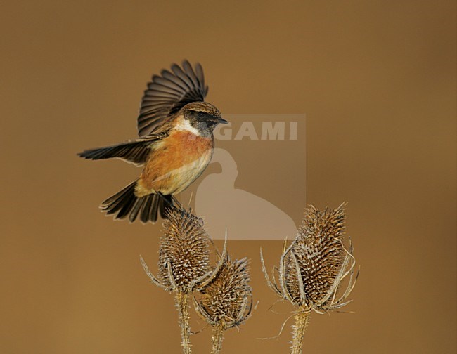 Mannetje Roodborsttapuit in zit; Male European Stonechat perched stock-image by Agami/Menno van Duijn,