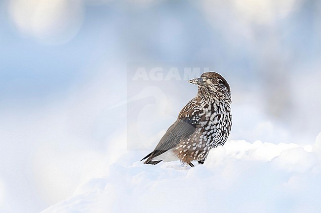 Spotted Nutcracker (Nucifraga caryocatactes) sitting in the snow in bulgarian mountain. stock-image by Agami/Marcel Burkhardt,