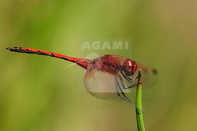 Mannetje Rode zonnewijzer, Male Trithemis arteriosa stock-image by Agami/Wil Leurs,