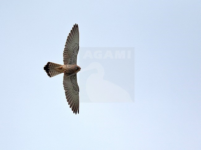 Immature ale Lesser Kestrel (Falco naumanni) in flight, seen from below. stock-image by Agami/Andy & Gill Swash ,