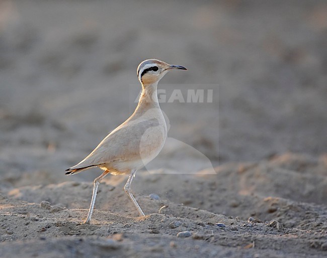 Cream-coloured Courser running; Renvogel rennend stock-image by Agami/Markus Varesvuo,