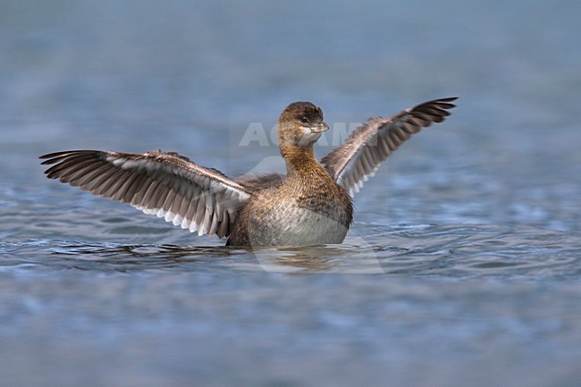 Dikbekfuut; Pied-billed Grebe stock-image by Agami/Daniele Occhiato,