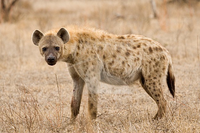 Gevlekte Hyena; Spotted Hyena stock-image by Agami/Marc Guyt,