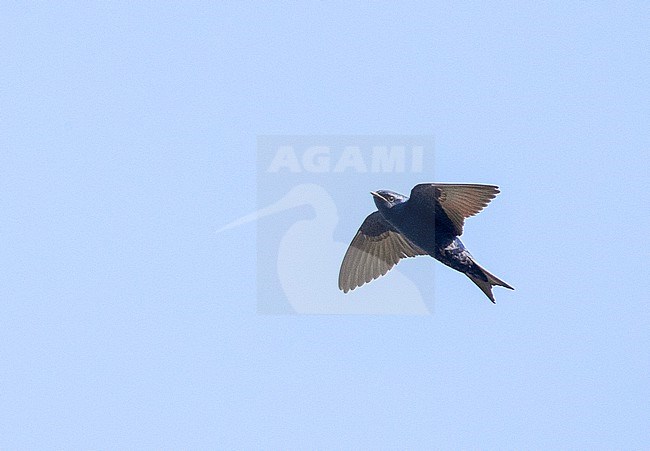 Cuban martin (Progne cryptoleuca) in flight stock-image by Agami/David Monticelli,