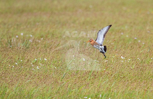 Grutto, Black-tailed Godwit, Limosa limosa stock-image by Agami/Menno van Duijn,