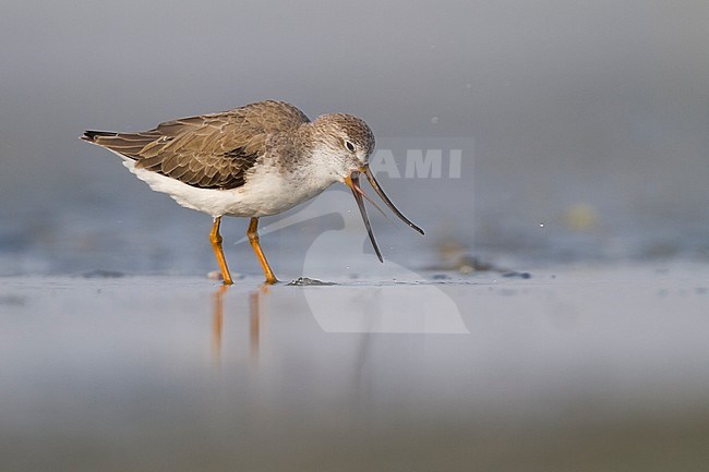 Terek Sandpiper - Terekwasserläufer - Xenus cinereus, Oman, nonbreeding stock-image by Agami/Ralph Martin,