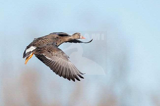 Adult
Colusa Co., CA
January 2023 stock-image by Agami/Brian E Small,