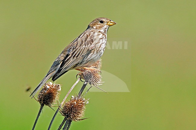  stock-image by Agami/Hans Germeraad,