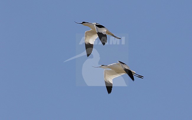 Paartje Kluten in vlucht; Pair of Pied Avocets (Recurvirostra avosetta) in flight stock-image by Agami/James Eaton,