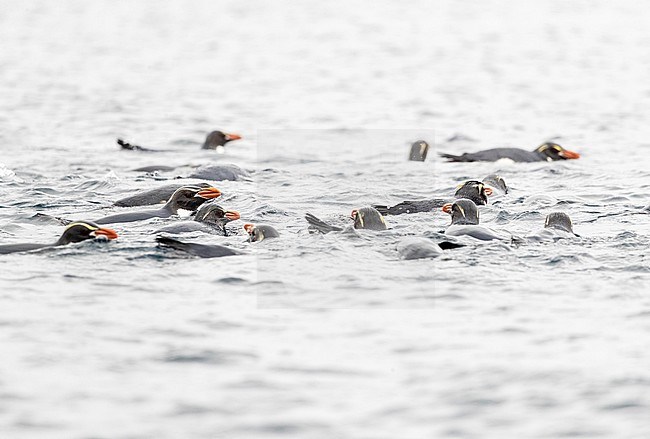 Big gathering of Snares Penguins (Eudyptes robustus) swimming at sea near The Snares, a subantarctic Island group south off New Zealand. stock-image by Agami/Marc Guyt,