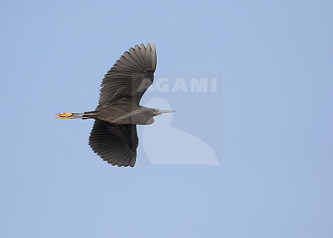 Flying Black heron (Egretta ardesiaca) on Cape Verde Islands. stock-image by Agami/Dani Lopez-Velasco,