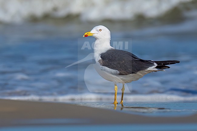 Adult breeding 
Galveston Co., TX
April 2023 stock-image by Agami/Brian E Small,