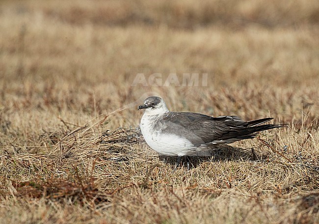 Arctic Skua (Stercorarius parasiticus) adult moulting to winter plumage stock-image by Agami/Marc Guyt,