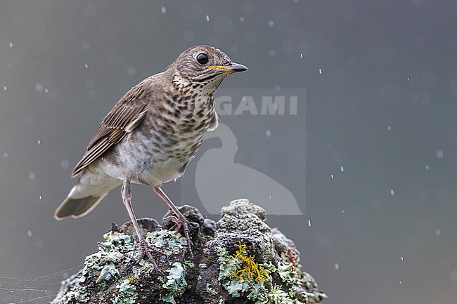 Grijswangdwerglijster, Grey-cheeked Thrush; Catharus minimus stock-image by Agami/Daniele Occhiato,