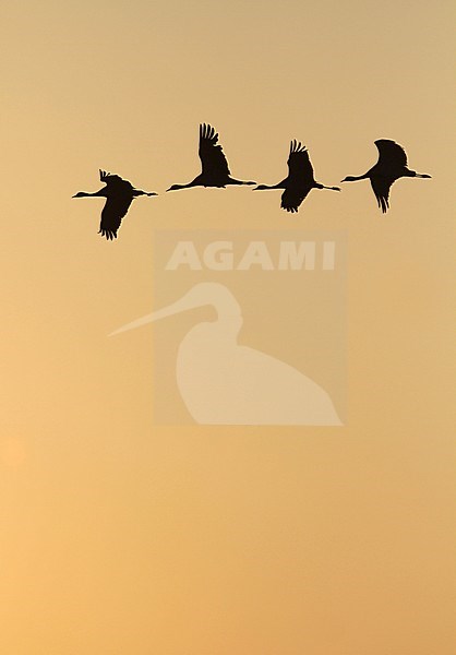 Jufferkraanvogel in vlucht; Demoiselle Crane (Anthropoides virgo) in flight stock-image by Agami/James Eaton,