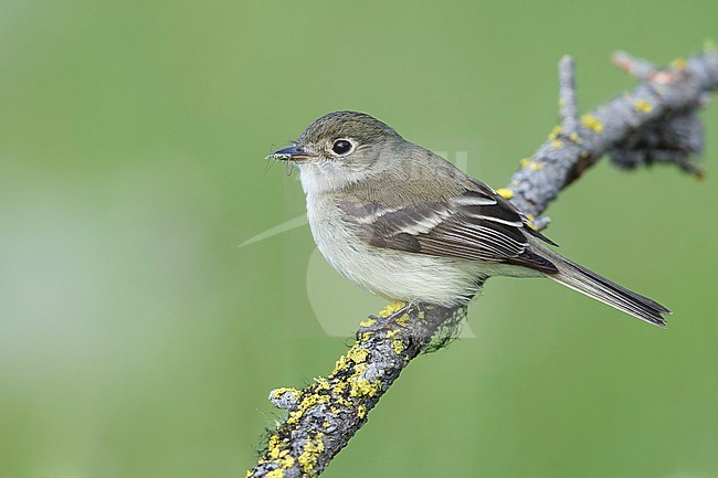 Adult
Kamloops, B.C.
June 2015 stock-image by Agami/Brian E Small,