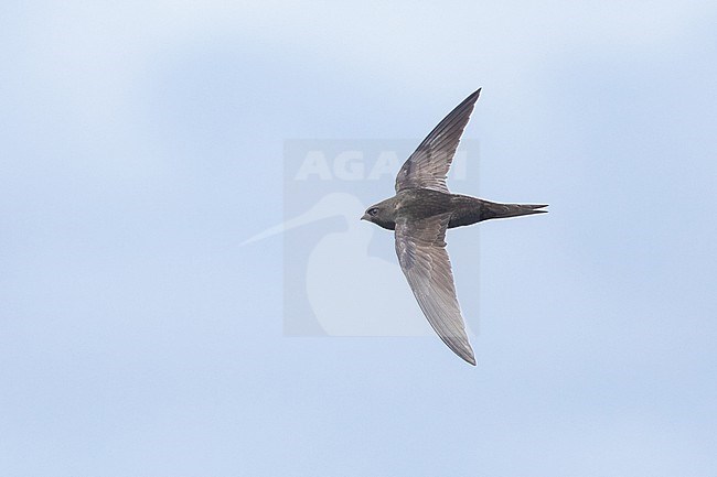 Adult Common Swift, (Apus apus), apus subspecies, flying against a blue and white sky as background, in Brittany, France. stock-image by Agami/Sylvain Reyt,