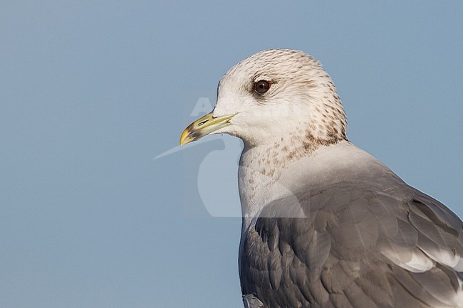 Common Gull - Sturmmöwe - Larus canus ssp. canus, Switzerland, adult stock-image by Agami/Ralph Martin,