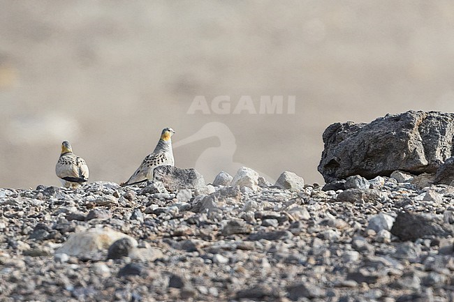 Adult Tibetian Sandgrouse (Syrrhaptes tibetianus) in Tajikistan. stock-image by Agami/Ralph Martin,
