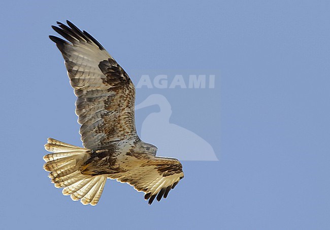 Upland Buzzard (Buteo hemilasius) in flight in Mongolia during summer. stock-image by Agami/Jari Peltomäki,