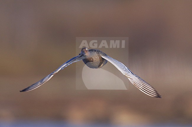 Vliegend mannetje Zomertaling; Flying male Garganey stock-image by Agami/Jari Peltomäki,