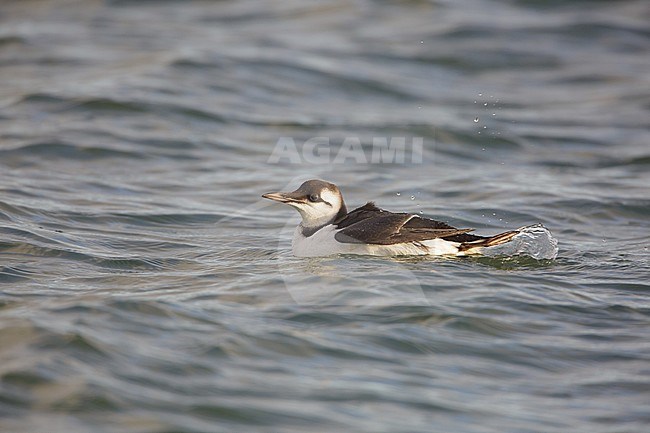 Common Guillemot (Uria aalge) swimming in the harbour of Wadden Isle Terschelling, Netherlands stock-image by Agami/Arie Ouwerkerk,