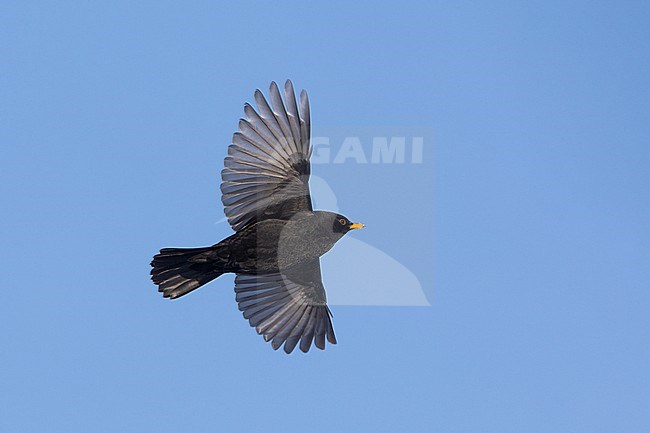 Adult male Common Blackbird (Turdus merula) in flight at Rudersdal, Denmark stock-image by Agami/Helge Sorensen,