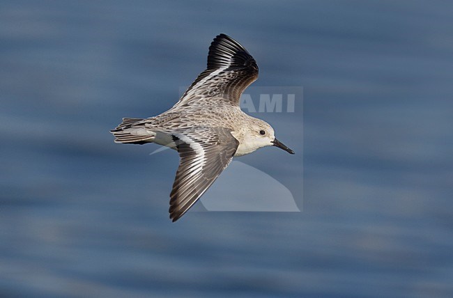 Drieteenstrandloper in de vlucht; Sanderling in flight stock-image by Agami/Daniele Occhiato,