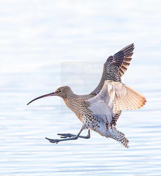 Eurasian Curlew (Numenius arquata) at the beach of Katwijk, Netherlands. In flight over the sea. Landing at coastal rocks at the river Rhine outlet. stock-image by Agami/Marc Guyt,