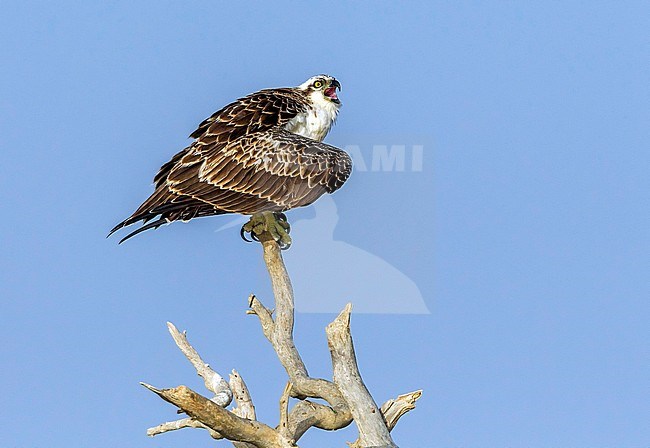 Young Osprey asking for food in the mangroves of Wadi Lahami, Egypt. stock-image by Agami/Vincent Legrand,