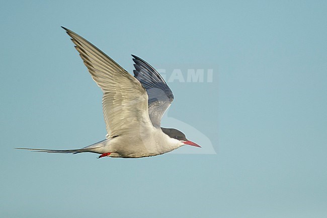 Adult breeding Arctic Tern (Sterna paradisaea) in flight over Seward Peninsula, Alaska, United States in June 2018 stock-image by Agami/Brian E Small,