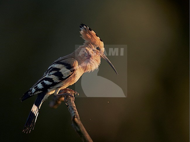 Hop op een tak; Hoopoe foraging perched on a branch stock-image by Agami/Markus Varesvuo,