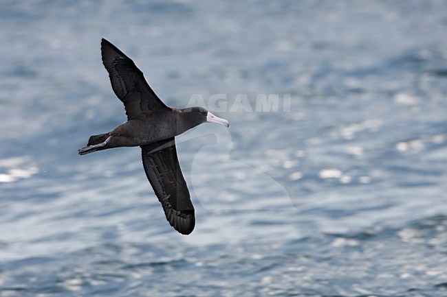 Stellers Albatros in de vlucht; Short-tailed albatross in flight stock-image by Agami/Martijn Verdoes,