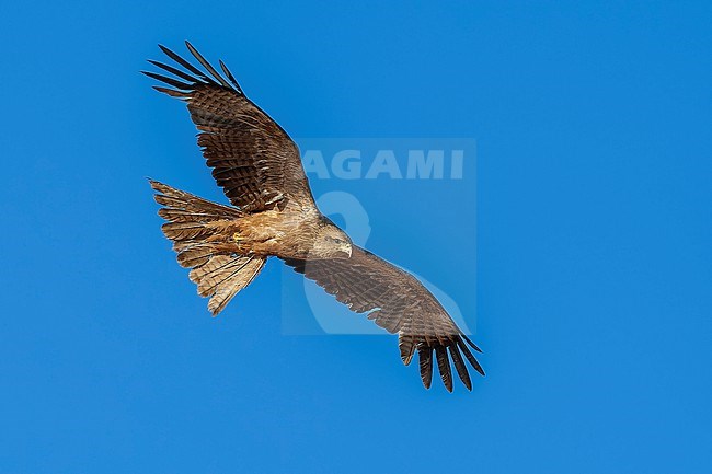 Adult Yellow-billed Kite (Milvus aegyptius) flying over Abu Simbel area in Egypt. stock-image by Agami/Vincent Legrand,