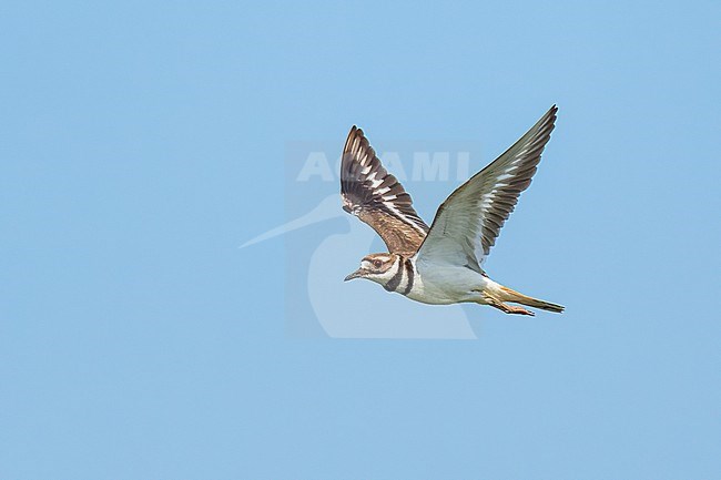 Adult
Galveston Co., TX
May 2023 stock-image by Agami/Brian E Small,