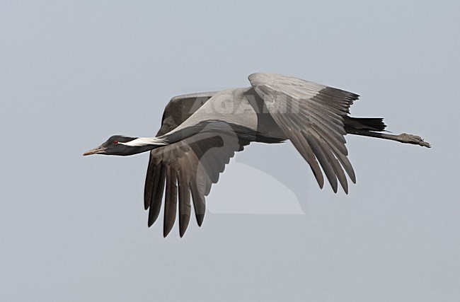 Demoiselle Crane flying; Jufferkraan vliegend stock-image by Agami/Jari Peltomäki,