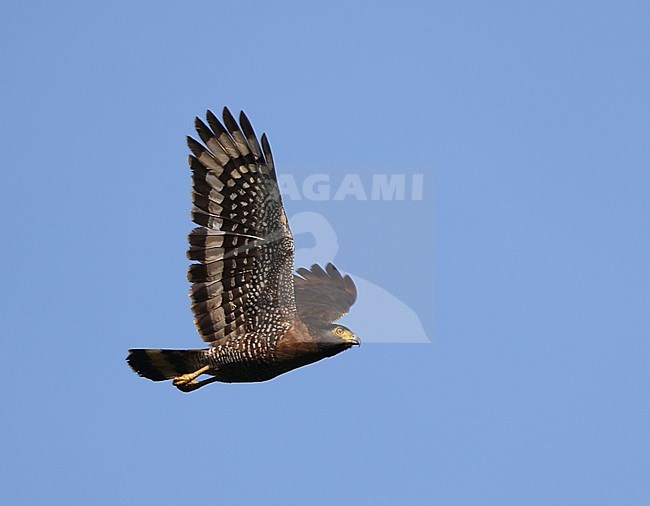 Sulawesi serpent eagle (Spilornis rufipectus) in Sulawesi. stock-image by Agami/James Eaton,