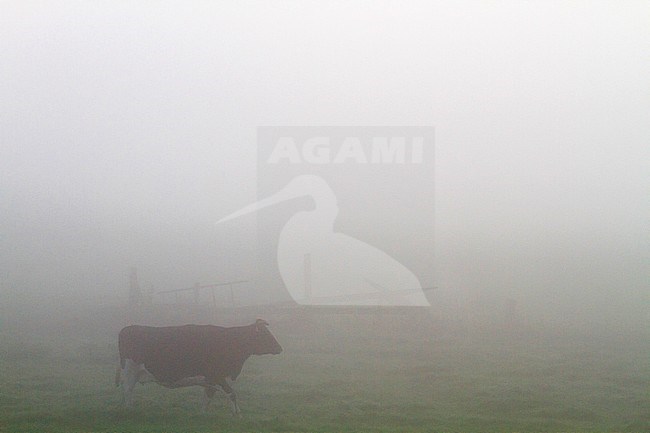 Koe lopend in mistig weiland tijdens zonsopkomst; Domestic Cow walking in meadow during sunrise stock-image by Agami/Menno van Duijn,