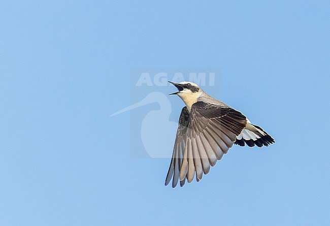 Displaying male Northern Wheatear, Oenanthe oenanthe, on Wadden Isle Texel, Netherlands. stock-image by Agami/Marc Guyt,