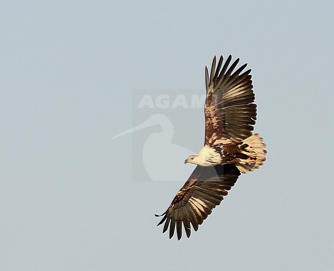 Immature African fish eagle, Icthyophaga vocifer, in flight. stock-image by Agami/Laurens Steijn,
