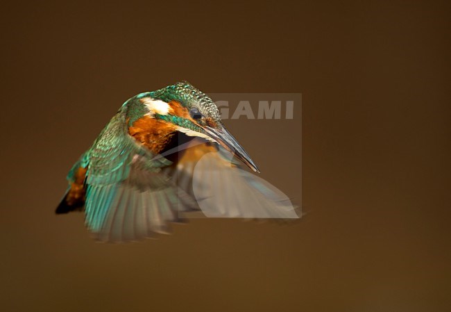 Biddende IJsvogel; Common Kingfisher hovering for fish stock-image by Agami/Danny Green,